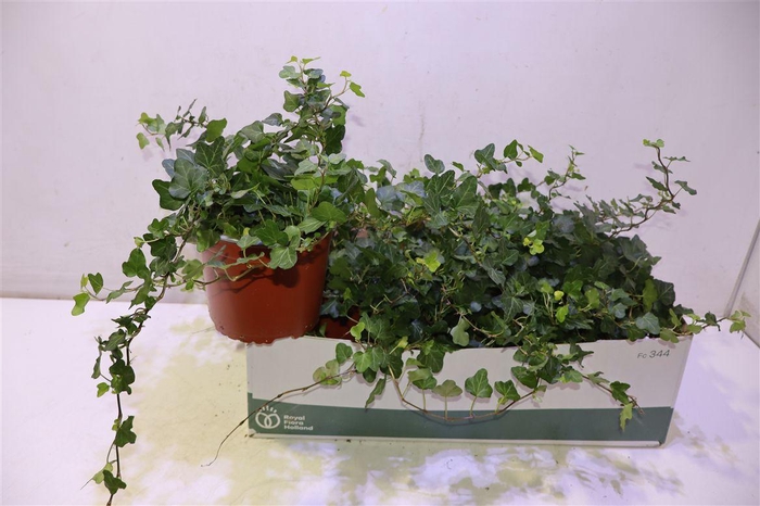<h4>Hed He Wonder Moerplant</h4>