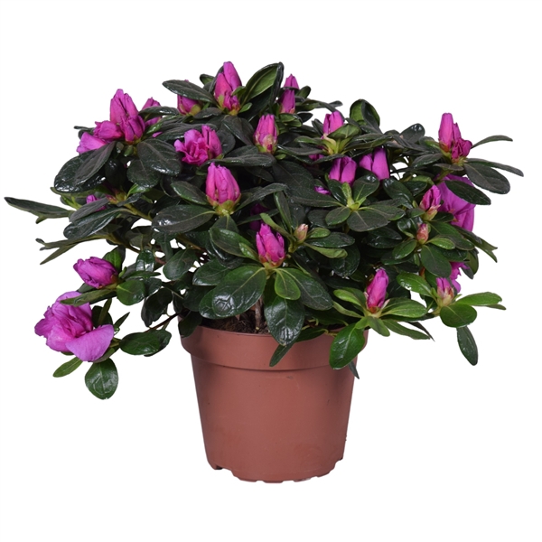 <h4>Azalea 'Renato' paars 13cm</h4>