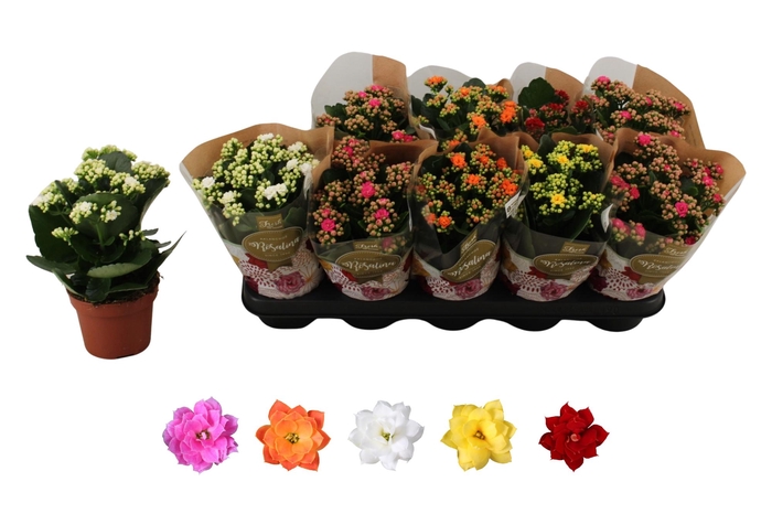 <h4>KAL GE RO GEM 5 KL</h4>