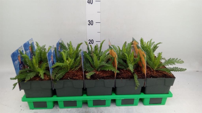 <h4>Achillea millef.</h4>