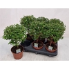 Myrtus Com