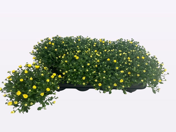 <h4>CHRY DITTO LEMON</h4>