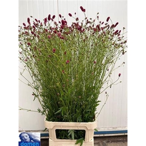 Sanguisorba Of Arnhem