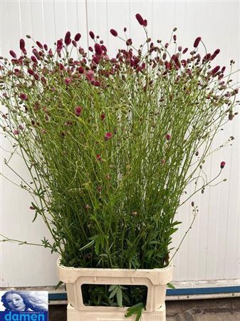 <h4>Sanguisorba O Arnhem</h4>