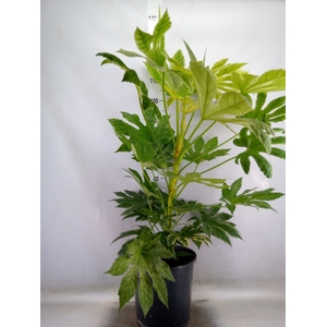 Fatsia japonica 'Variegata'