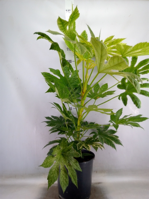 <h4>Fatsia japonica 'Variegata'</h4>