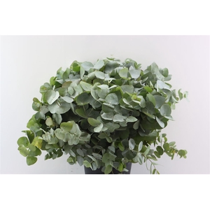 Euca Cinerea 60 Cm P Stem