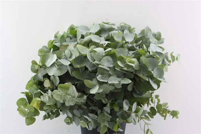 <h4>Euca Cinerea 60 Cm P Stem</h4>