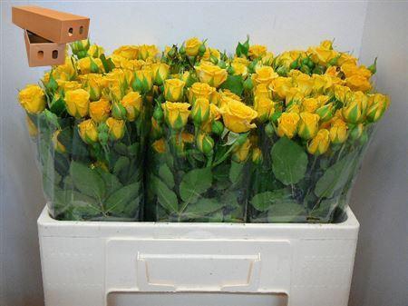 <h4>R Tr Yellow Babe</h4>