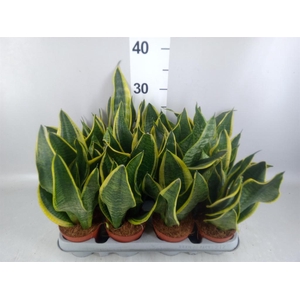 Sansevieria trifa. 'Futura Superba'