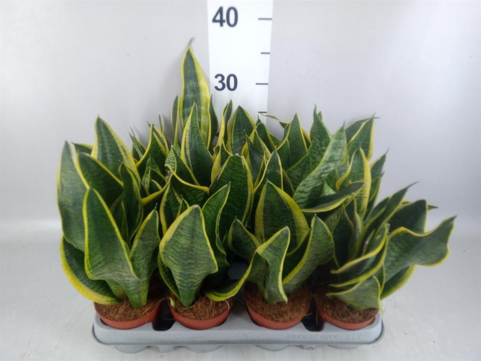 <h4>Sansevieria trifa. 'Futura Superba'</h4>