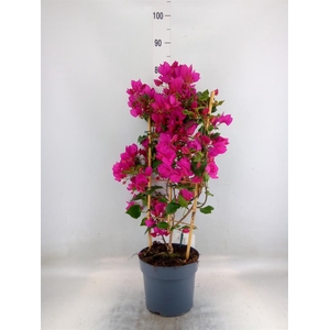 Bougainvillea  'Sanderiana'