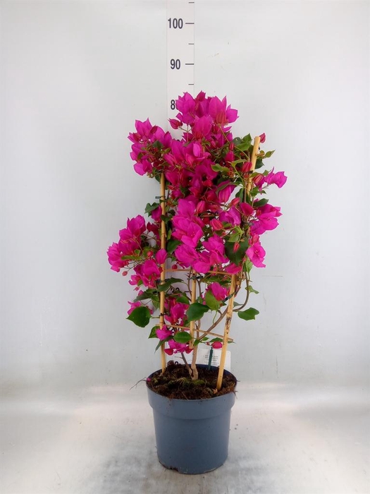 <h4>Bougainvillea  'Sanderiana'</h4>