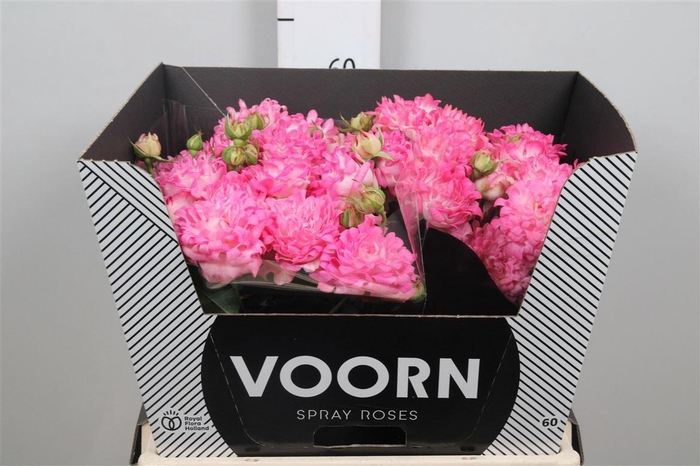 <h4>R Tr Sweety</h4>