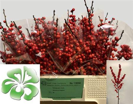 <h4>Ilex Ve Rode Bes</h4>