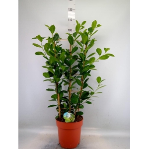 Ficus microcarpa 'Moclame'
