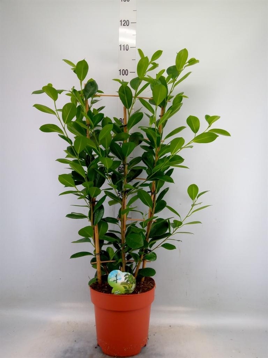 <h4>Ficus microcarpa 'Moclame'</h4>