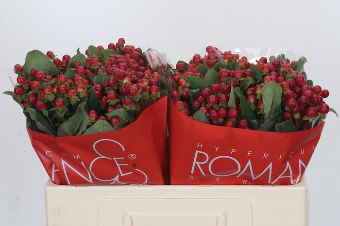 Hypericum Red Light Romance