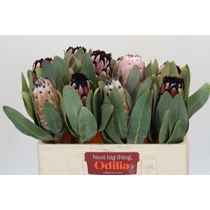 Protea African Didi