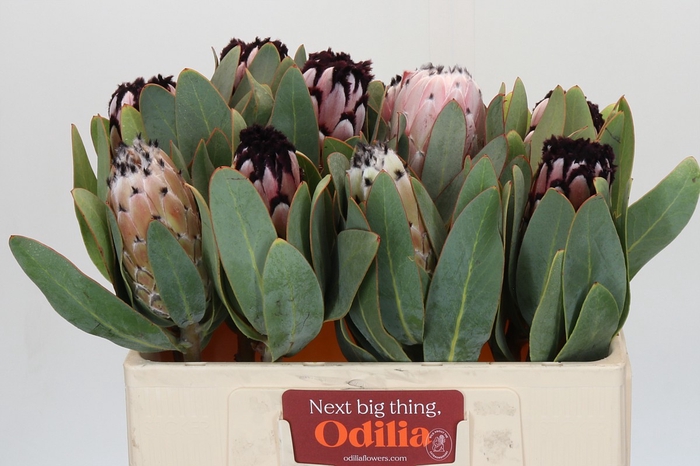 <h4>Protea African Didi</h4>