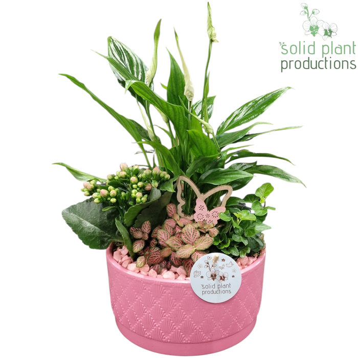 <h4>SP003 Loes Pink</h4>
