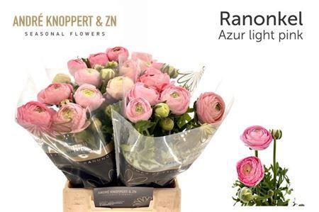 <h4>Ran El Pink</h4>