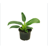 PHILODENDRON PACOVA P19