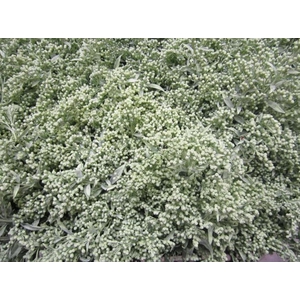 Solidago Licht Groen