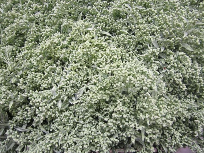 <h4>Solidago Licht Groen</h4>