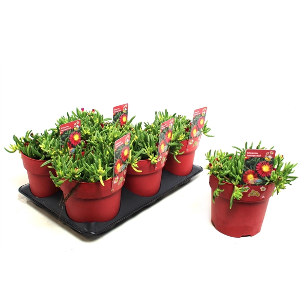 <h4>Delosperma Suntropics Red</h4>