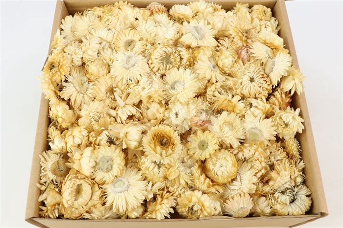 <h4>Box Helichrysum Heads L25</h4>