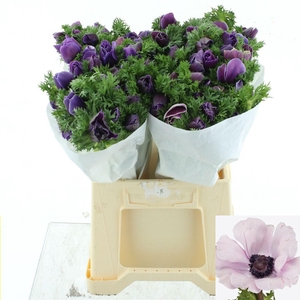 ANEM CO MIS + RARITY