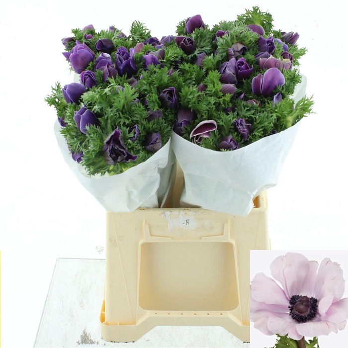 <h4>ANEM CO MIS + RARITY</h4>