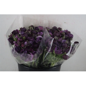 Ran Elegance Lady Jean