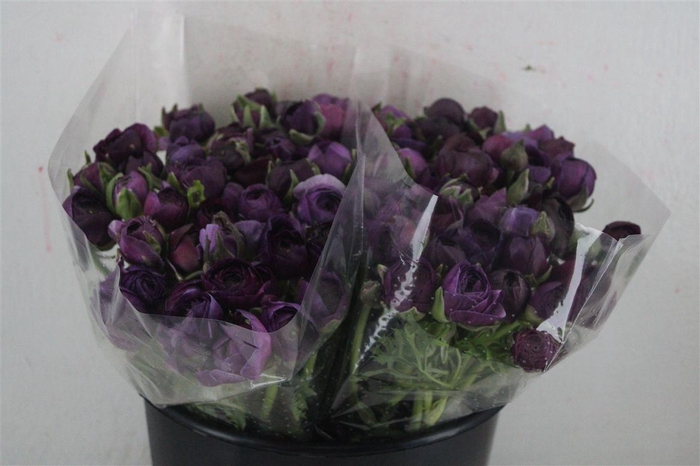 <h4>Ran Elegance Lady Jean</h4>