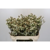 Chamelaucium Carlys White