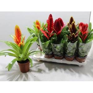 VRIESEA MIX P12