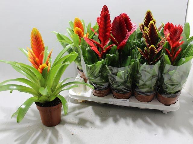 <h4>VRIESEA MIX P12</h4>