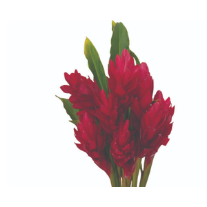 ALPINIA PURPURATA VERMELHA