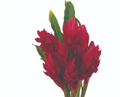 ALPINIA PURPURATA VERMELHA