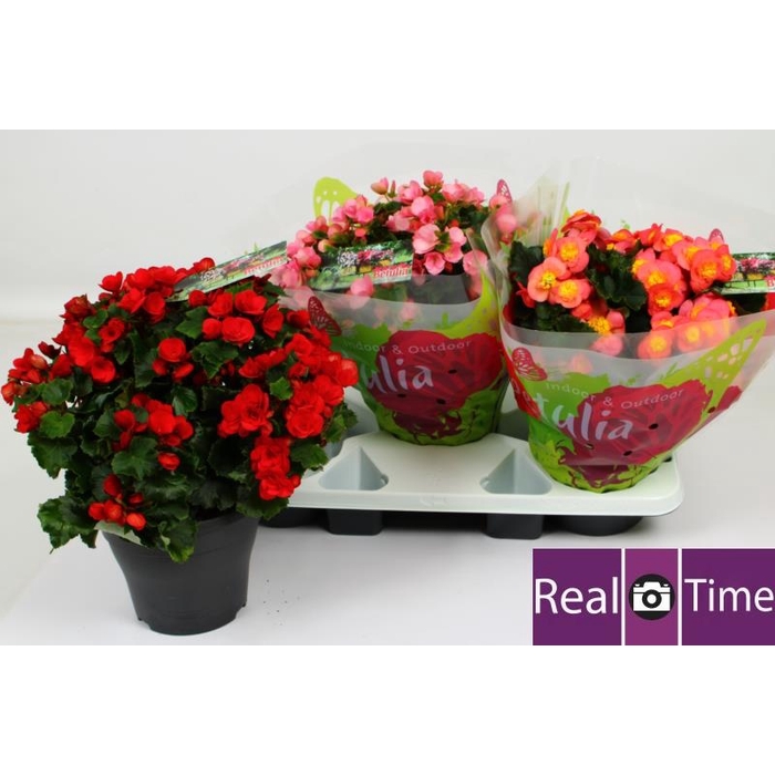 <h4>BEG EN BETULIA GEM</h4>
