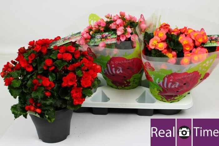 BEG EN BETULIA GEM