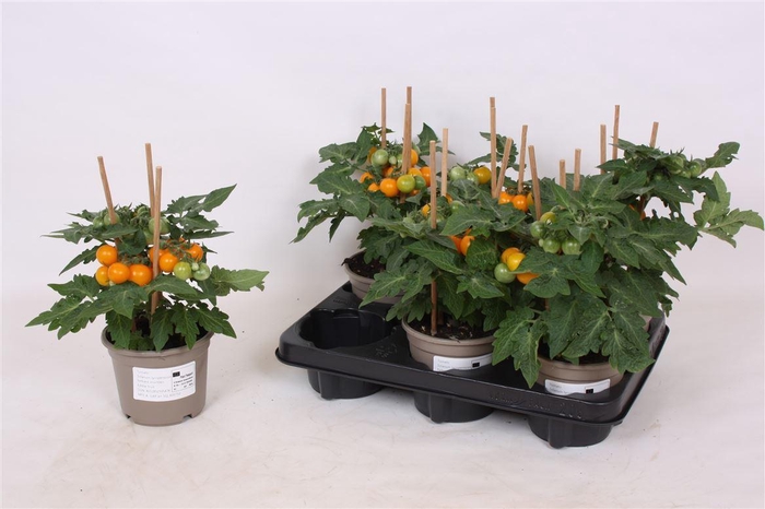 Tomatenplanten