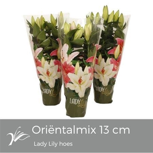 Lilium Or. Mix Lady Lily Hoes (or.