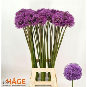 Allium Gladiator