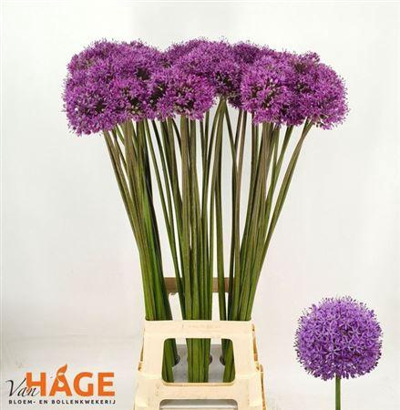 <h4>Allium Gladiator</h4>