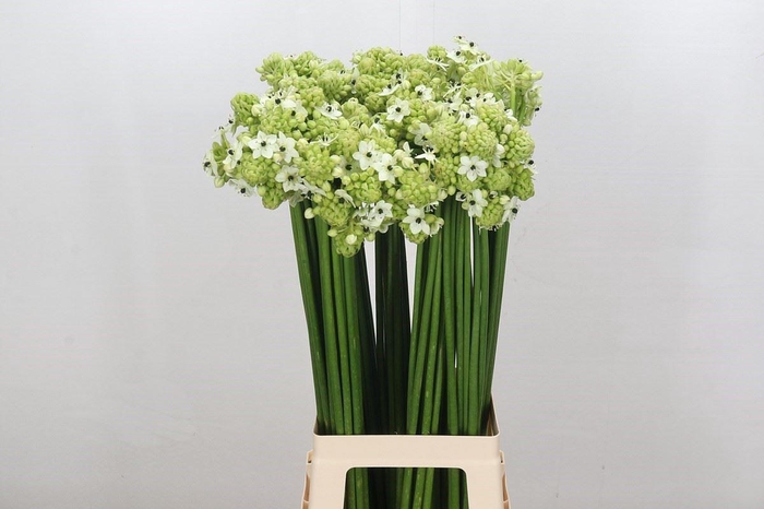 <h4>Ornithogalum saundersiae</h4>