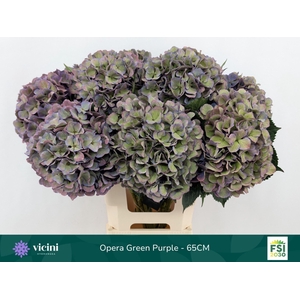 Hydrangea  'Royal Opera'   CL