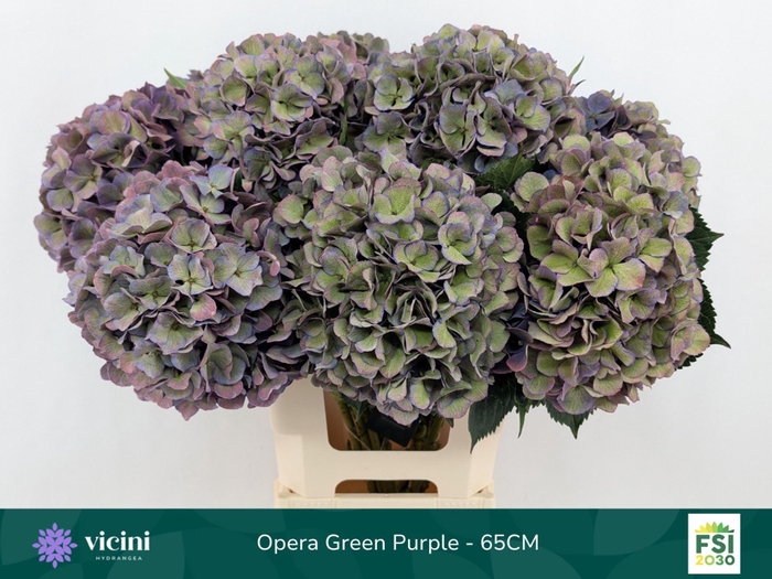 <h4>Hydrangea  'Royal Opera'   CL</h4>