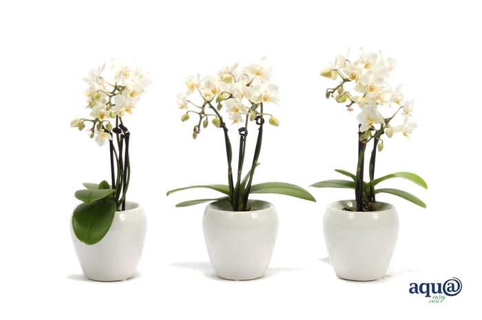 <h4>Lisa White Tiny Dolls Wit 3T18+ Aqu@</h4>